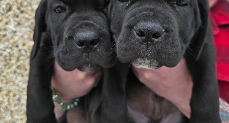 Beautiful Cane corso puppies