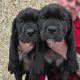 Beautiful Cane corso puppies