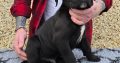 Beautiful Cane corso puppies