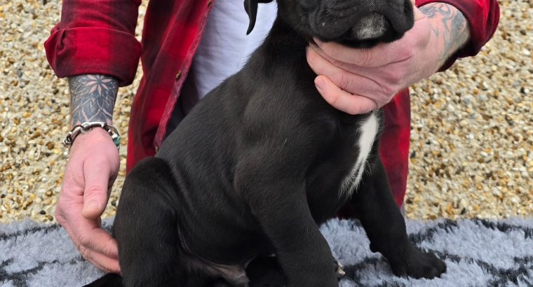 Beautiful Cane corso puppies