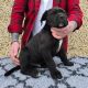 Beautiful Cane corso puppies