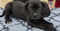 Beautiful Cane corso puppies