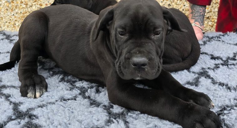 Beautiful Cane corso puppies