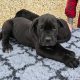 Beautiful Cane corso puppies