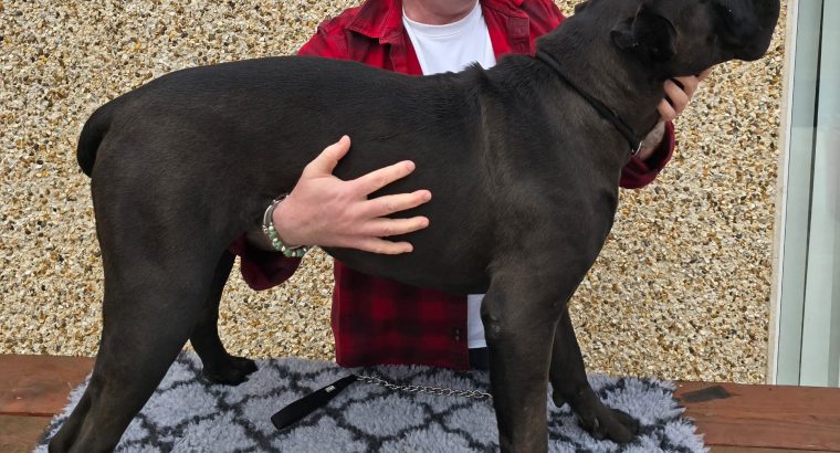 Beautiful Cane corso puppies