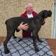 Beautiful Cane corso puppies