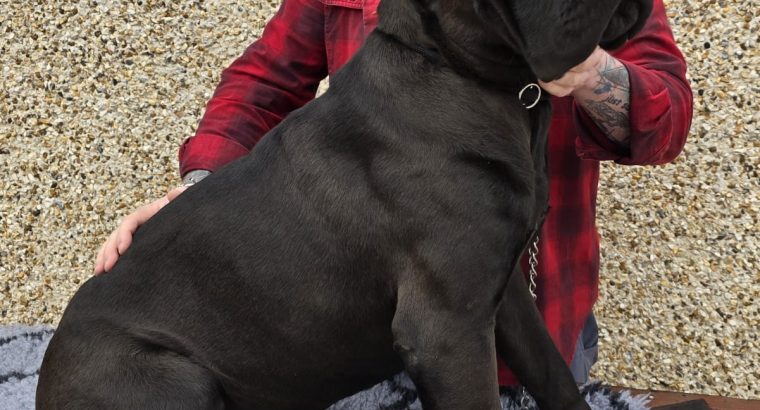 Beautiful Cane corso puppies