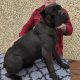 Beautiful Cane corso puppies