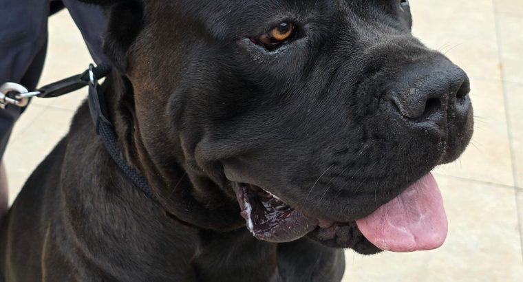 Beautiful Cane corso puppies