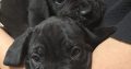 Beautiful Cane corso puppies