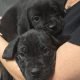 Beautiful Cane corso puppies