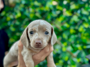 Miniature dachshund