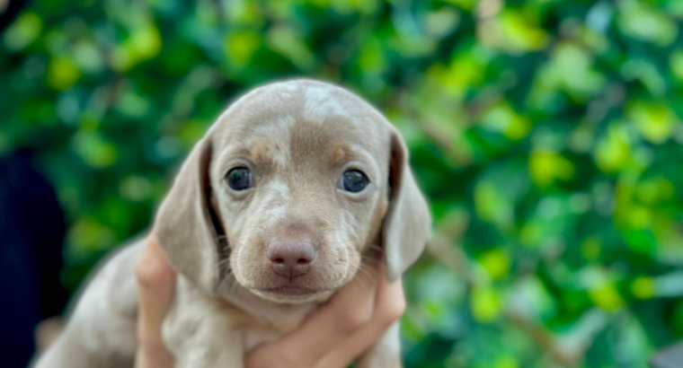 Miniature dachshund