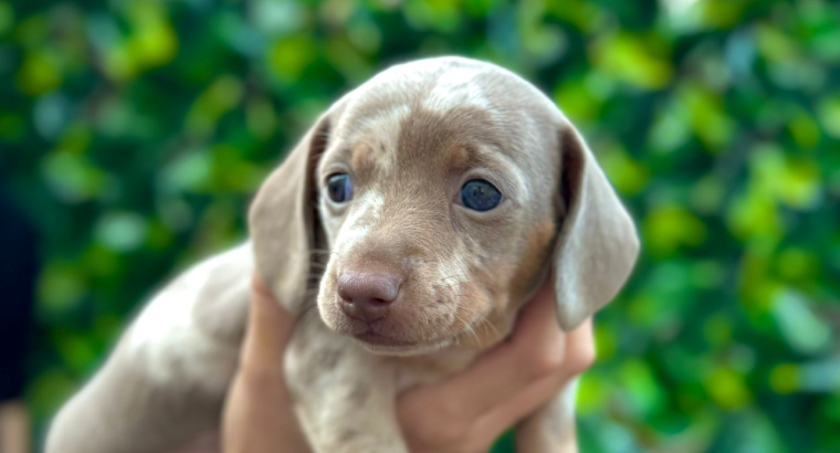 Miniature dachshund