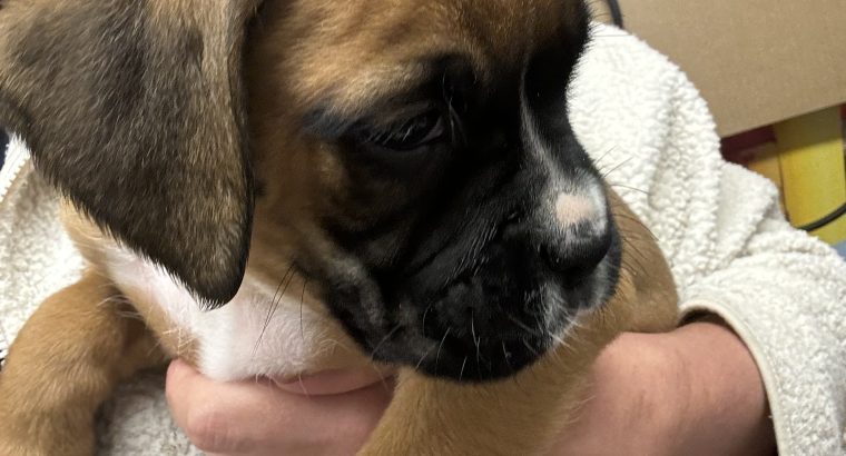 Boxer puppies