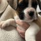 Boxer puppies