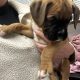 Boxer puppies