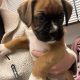 Boxer puppies