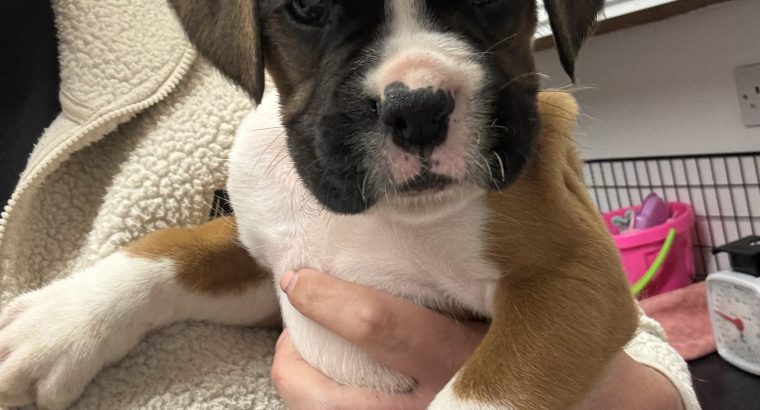 Boxer puppies