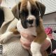 Boxer puppies