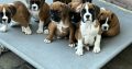 Boxer puppies