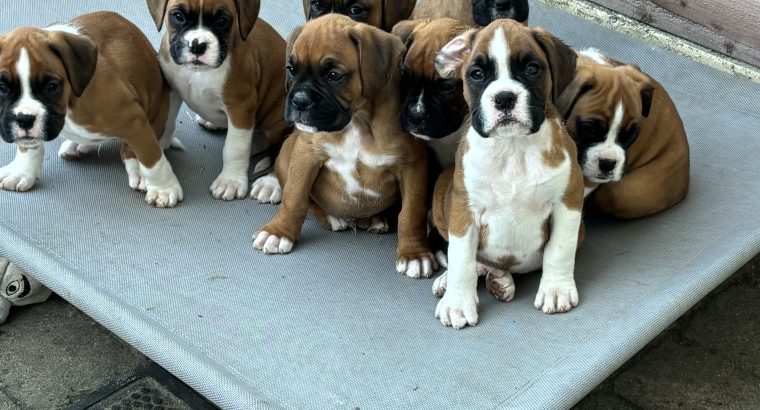 Boxer puppies