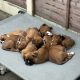 Boxer puppies