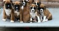 Boxer puppies