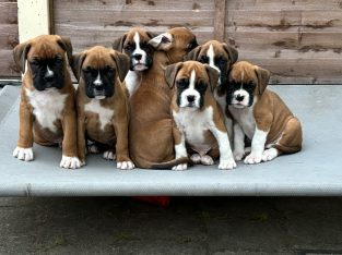 Boxer puppies