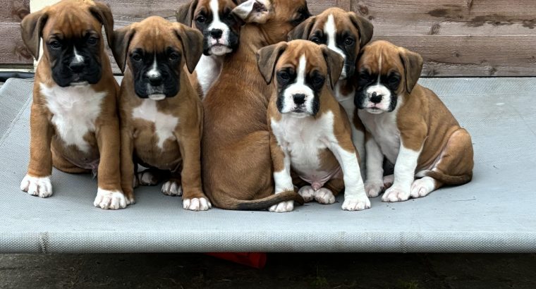 Boxer puppies