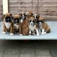 Boxer puppies