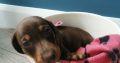 IKC Miniature Dachshund puppies