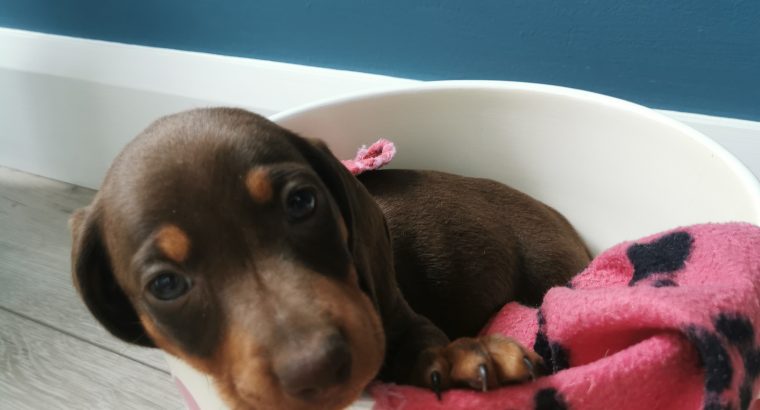 IKC Miniature Dachshund puppies