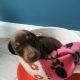 IKC Miniature Dachshund puppies