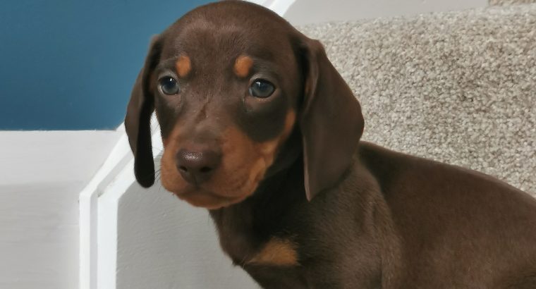 IKC Miniature Dachshund puppies