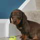 IKC Miniature Dachshund puppies