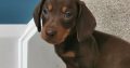 IKC Miniature Dachshund puppies