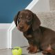 IKC Miniature Dachshund puppies