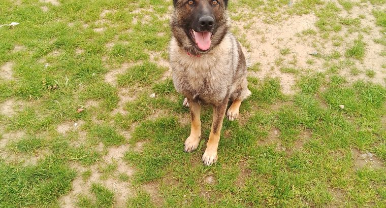 Female German shepherd