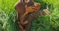 IKC Miniature Dachshund puppies