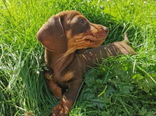 IKC Miniature Dachshund puppies