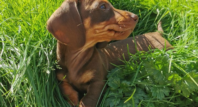 IKC Miniature Dachshund puppies