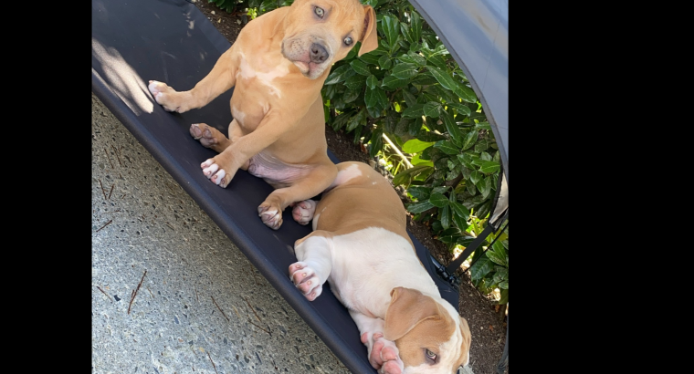 American XL Bully – fully vaccinated 10 weeks old!