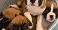 Boxer puppies