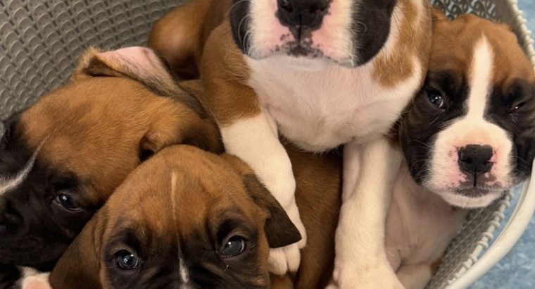 Boxer puppies