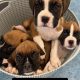 Boxer puppies