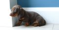 IKC Miniature Dachshund puppies