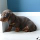 IKC Miniature Dachshund puppies