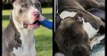 American XL Bully – fully vaccinated 10 weeks old!