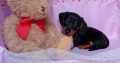 Miniature dachshund